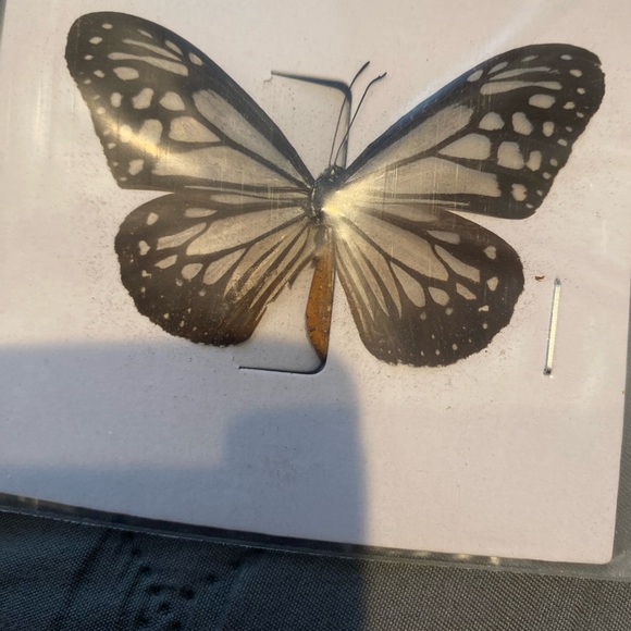 9 natural unmounted taxidermy butterflies - Picture 6 of 12